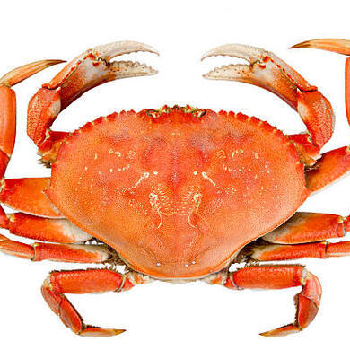 Crabs