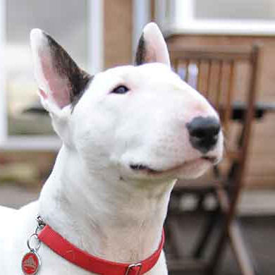 Bull Terriers