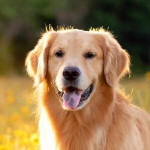 Golden Retrievers