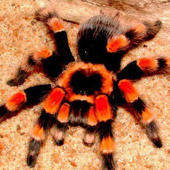 Mexican Red-Knee Tarantulas