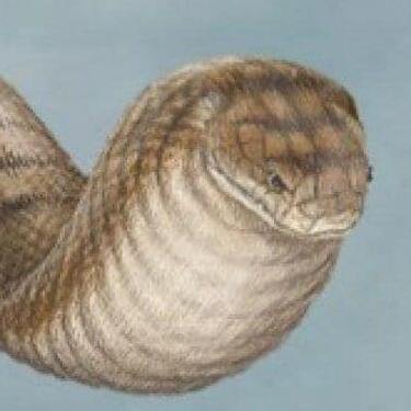 Tsuchinoko