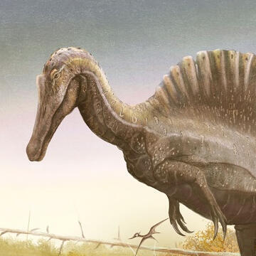 Spinosauri