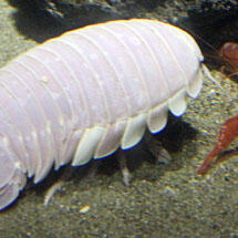 Isopods