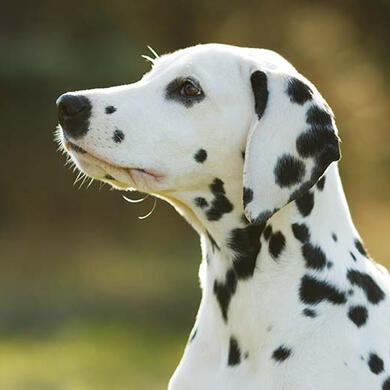 Dalmatians
