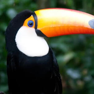 Toucans