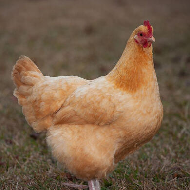 Chickens