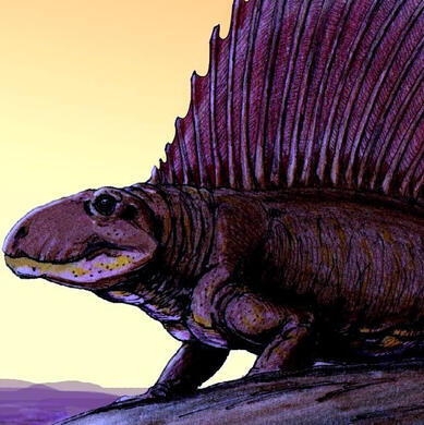 Dimetrodons