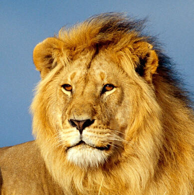 Lions